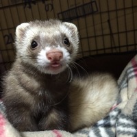 シェリー