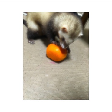 の写真