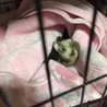 人と同じように寝る
