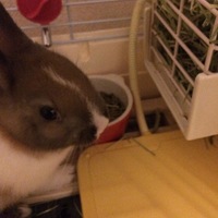 ピョン吉