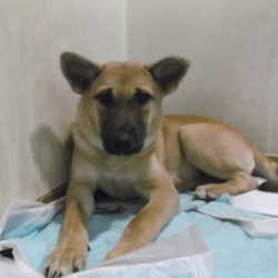 ちゃめちゃん避妊手術