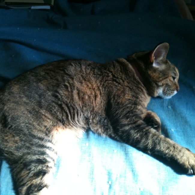 madmadokaのカバー写真