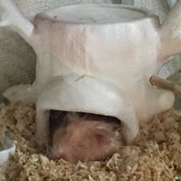 三久ちゃん
