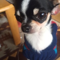 まろきち