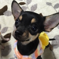 くるみ