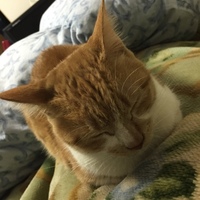 スフィンクス