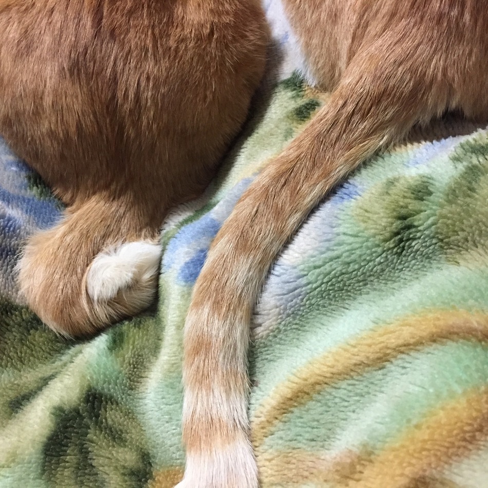 スフィンクスのカバー写真