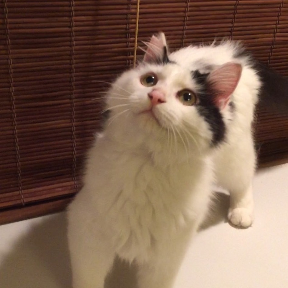 まめのカバー写真