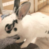 保護うさぎ：つかさ君♂７月生まれ去勢済 サムネイル4