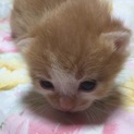 子猫の里親募集中!!