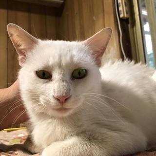 大人しくて甘えんぼの白雪。まだ1歳で避妊済みです。