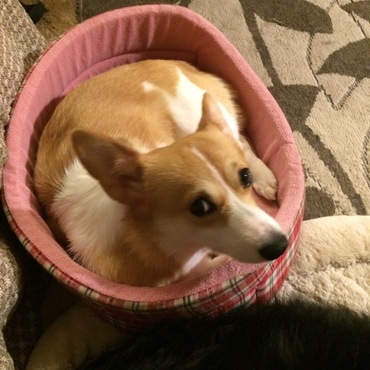 雅の写真