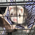 フェレット２匹です