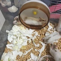 ゴールデンハムスターの家族を探してます