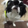 プリン