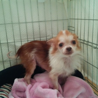 劣悪な環境からレスキュー小さなチワワの女の子