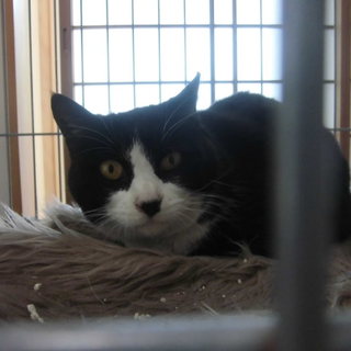 甘えっ子の白黒ハチワレちゃん