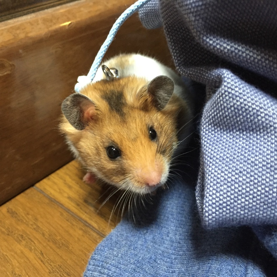 退助のカバー写真