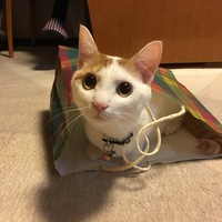 がんちゃん