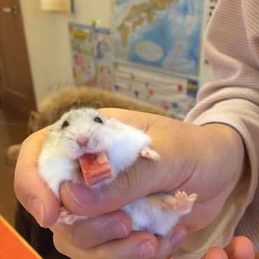 お肉もらいました。今まで動物性タンパク質は魚のみだったから初めての味に食いつき◎