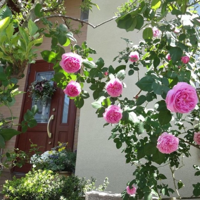 多摩のママちゃんのカバー写真