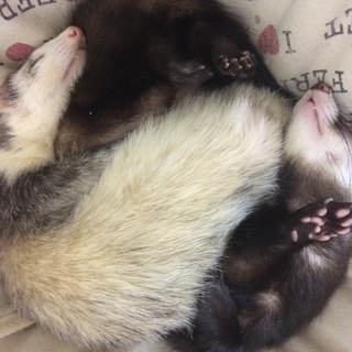 2匹一緒に引き取ってくれる方募集！