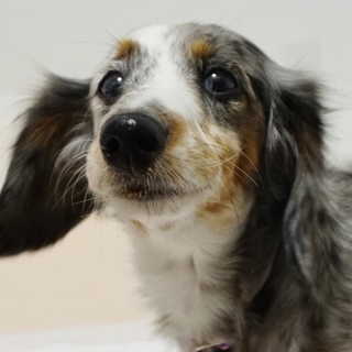 再募集！元気な4歳のダップルです☆