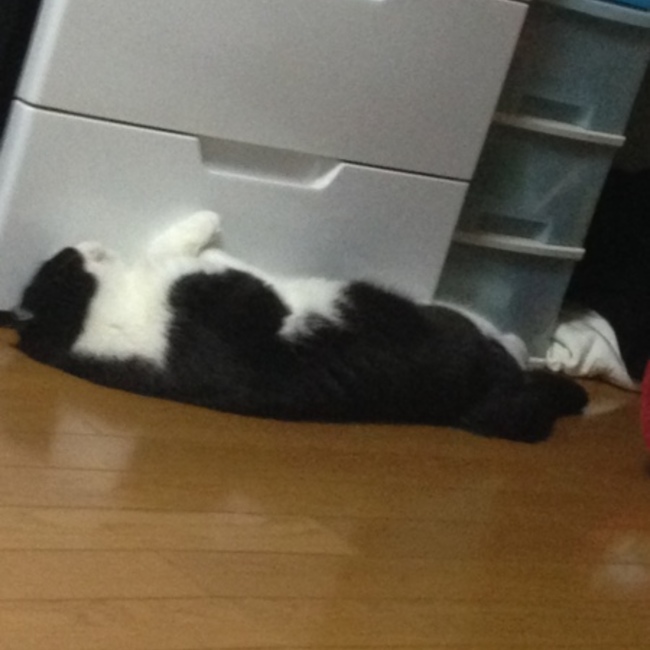 笑い猫のカバー写真
