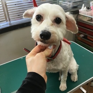 人が大大大好き！マルチーズmixのジェイニーちゃん