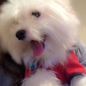 マルチーズ女の子３歳です。