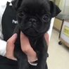 つーやん鼻ぺちゃ