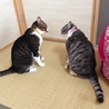みそきゅうり