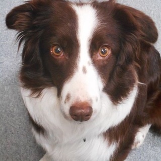 ボーダーコリー♀推定3歳エマ　家族募集中！！