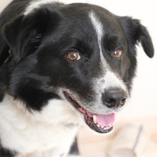 ボーダーコリー♂ライリー　家族募集中！！