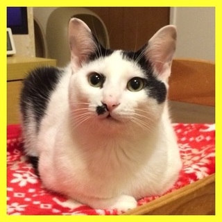 一緒にいると楽しい　ガトー君