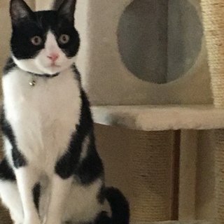 飼育セットすべて譲ります。優しいオス猫1歳