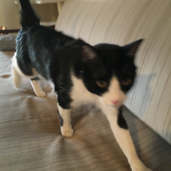 飼育セットすべて譲ります」徳島県 - 猫の里親募集(98459 