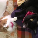 【代理募集】仲良し兄弟猫  うに  トロ