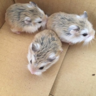 ロボロフスキーハムスターの里親募集