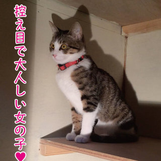 顔と性格には自信があるニャー♥