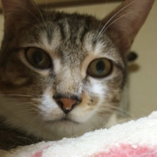 イケメン！灰トラ　イセキくん