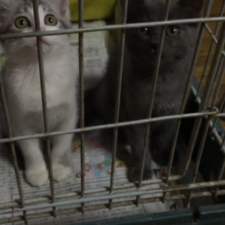 生後6カ月の仲良し姉妹です