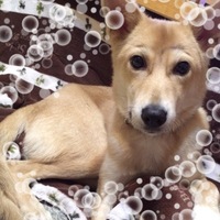 きゅう太