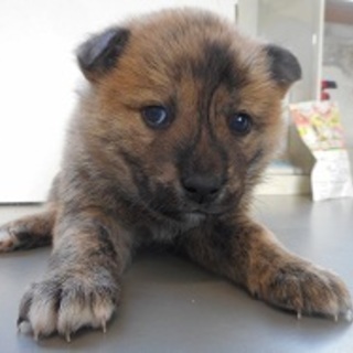 応募多数＊一旦ストップ