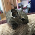 デグーの里親さま募集します☆一時停止いたします