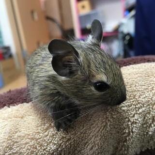 デグーの里親さま募集します☆一時停止いたします