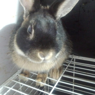 【里親様決定しました】ゆーちゃん（ミックス）