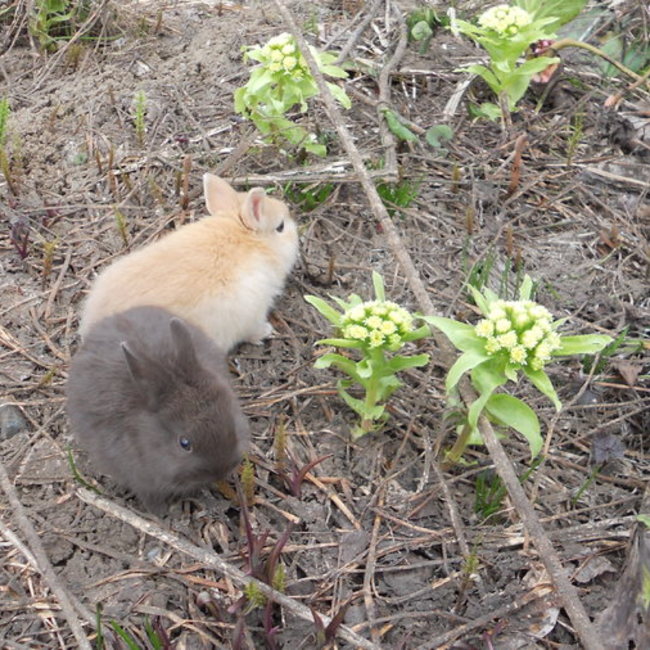 りげるのカバー写真