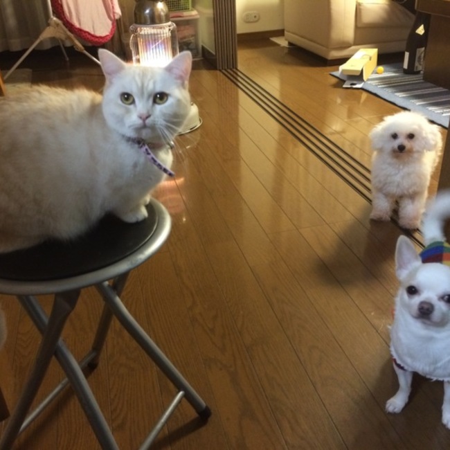 小玉志歩のカバー写真