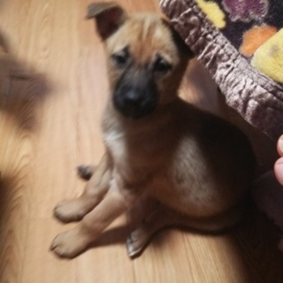 お顔の黒いクーパーくん